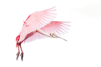 白色背景的粉红色和白色的鸟